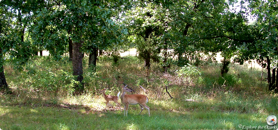 Deer are often seen at Sequoyah SP
